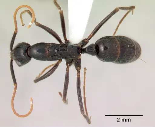 Leptogenys johary specimen CASENT0175417 image casent0175417_1