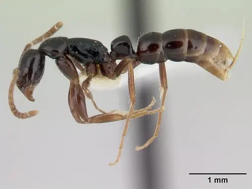 Leptogenys josephi specimen CASENT0178821 image casent0178821_3