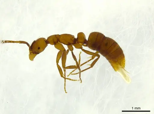 Leptogenys josephi specimen CASENT0624233 image casent0624233_1