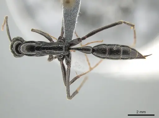 Leptogenys keysseri specimen CASENT0650189 image casent0650189_1