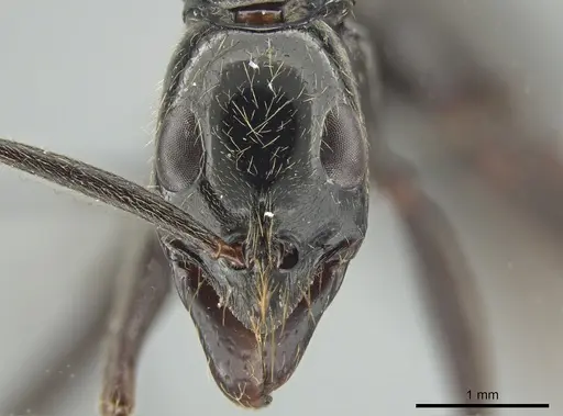 Leptogenys keysseri specimen CASENT0650189 image casent0650189_2