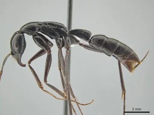 Leptogenys keysseri specimen CASENT0650189 image casent0650189_3