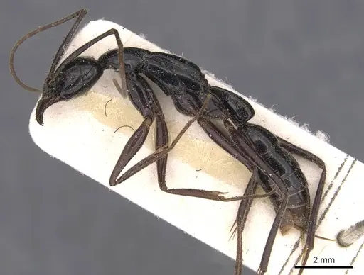 Leptogenys keysseri specimen CASENT0907395 image casent0907395_3