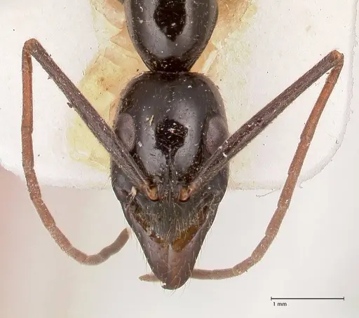 Leptogenys keysseri specimen FOCOL0917 image focol0917_2