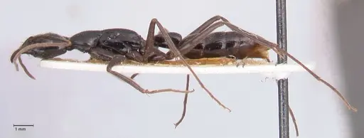 Leptogenys keysseri specimen FOCOL0917 image focol0917_3
