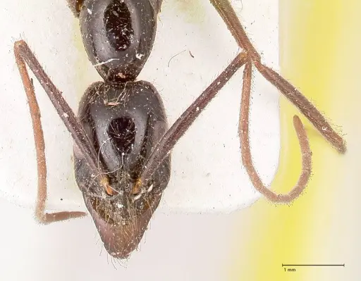 Leptogenys keysseri specimen FOCOL0918 image focol0918_2
