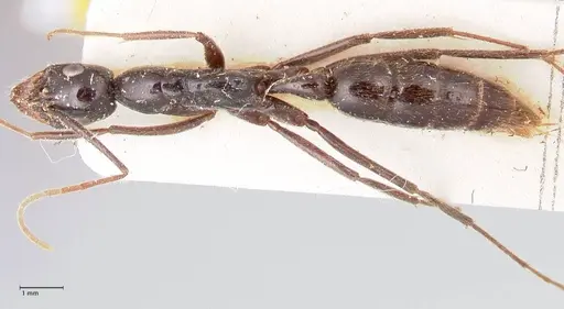 Leptogenys keysseri specimen FOCOL0919 image focol0919_1