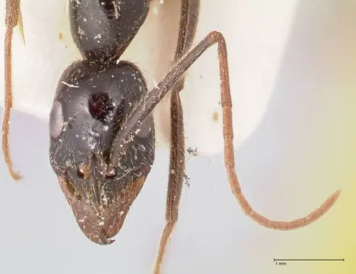 Leptogenys keysseri specimen FOCOL0919 image focol0919_2