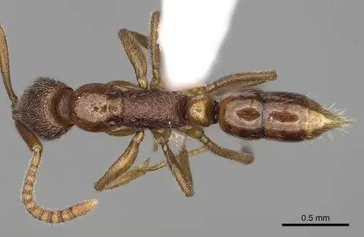 Leptogenys khaura specimen CASENT0401863 image casent0401863_1