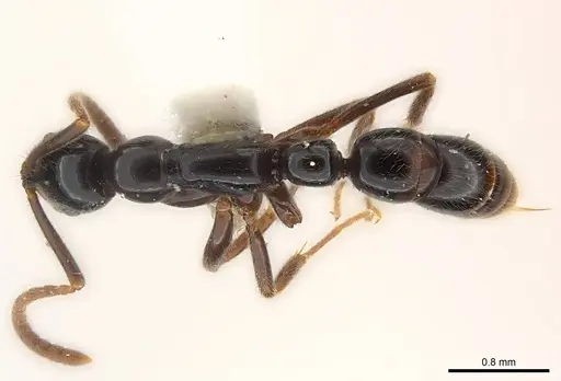 Leptogenys kiche specimen CASENT0217012 image casent0217012_1