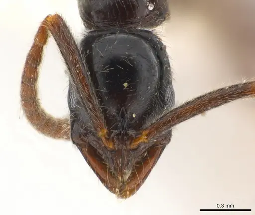 Leptogenys kiche specimen CASENT0217012 image casent0217012_2