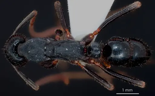Leptogenys kitteli specimen ANTWEB1048549 image antweb1048549_1