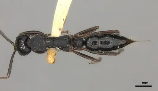 Leptogenys kitteli specimen CASENT0217530 image casent0217530_1