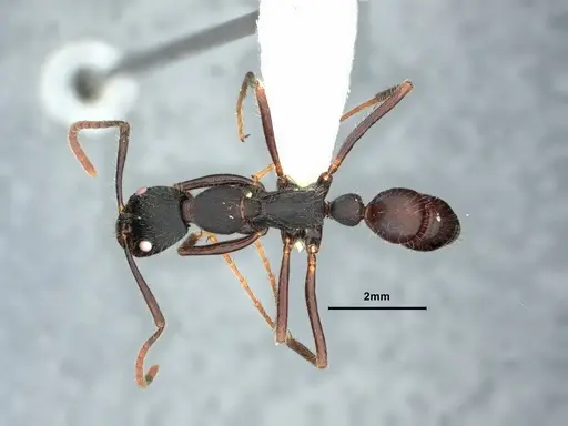 Leptogenys kitteli specimen CASENT0882103 image casent0882103_1