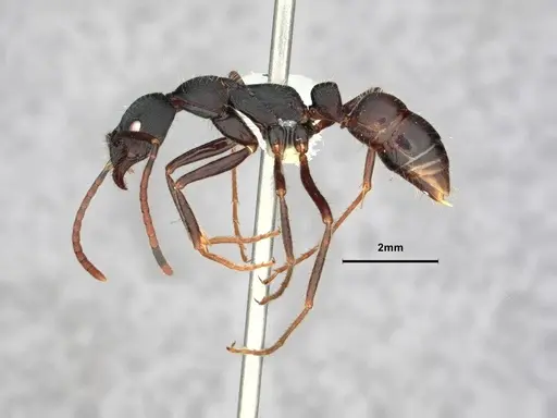 Leptogenys kitteli specimen CASENT0882103 image casent0882103_3