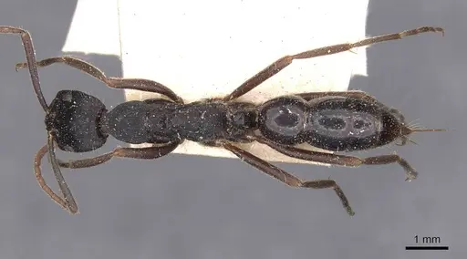 Leptogenys kitteli specimen CASENT0907376 image casent0907376_1