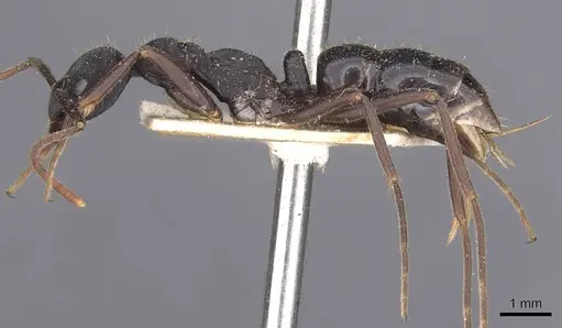 Leptogenys kitteli specimen CASENT0907376 image casent0907376_3