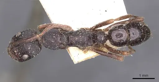 Leptogenys kitteli specimen CASENT0907377 image casent0907377_1