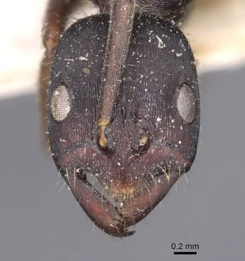 Leptogenys kitteli specimen CASENT0907377 image casent0907377_2