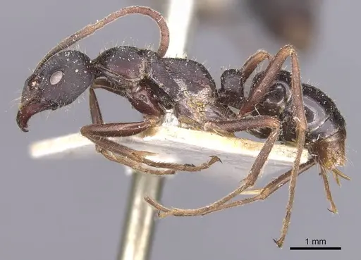 Leptogenys kitteli specimen CASENT0907377 image casent0907377_3