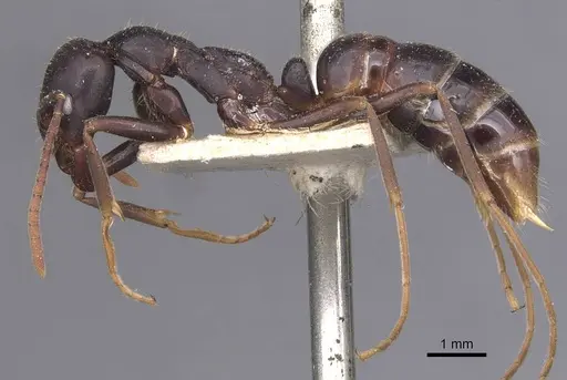 Leptogenys kitteli specimen CASENT0907378 image casent0907378_3