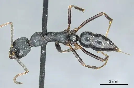 Leptogenys kitteli specimen CASENT0915879 image casent0915879_1