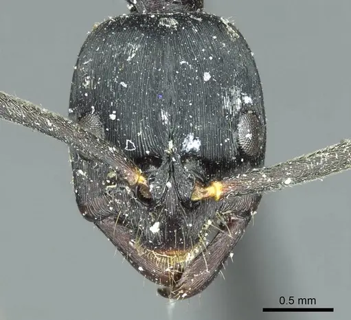 Leptogenys kitteli specimen CASENT0915879 image casent0915879_2