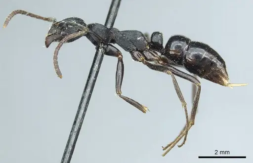 Leptogenys kitteli specimen CASENT0915879 image casent0915879_3