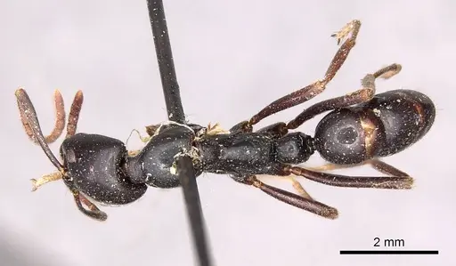 Leptogenys kitteli specimen CASENT0915880 image casent0915880_1