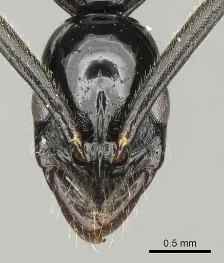 Leptogenys kraepelini specimen CASENT0281936 image casent0281936_2