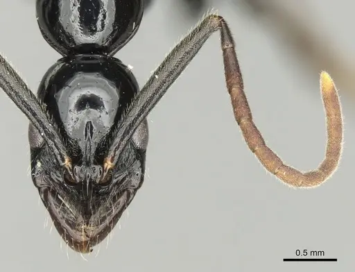 Leptogenys kraepelini specimen CASENT0281936 image casent0281936_3