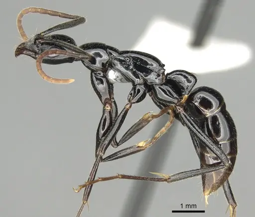 Leptogenys kraepelini specimen CASENT0281936 image casent0281936_4