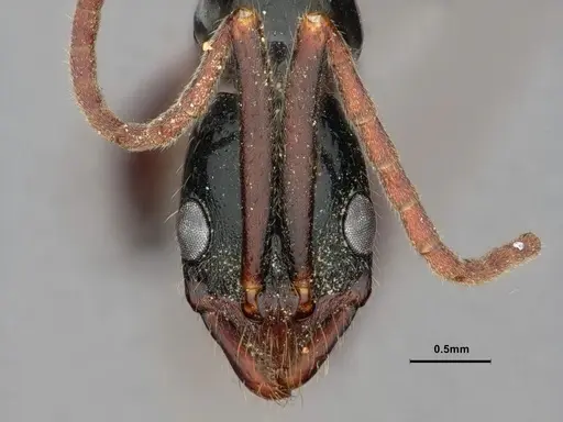 Leptogenys kraepelini specimen CASENT0882084 image casent0882084_2