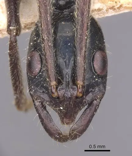 Leptogenys kraepelini specimen CASENT0915235 image casent0915235_2