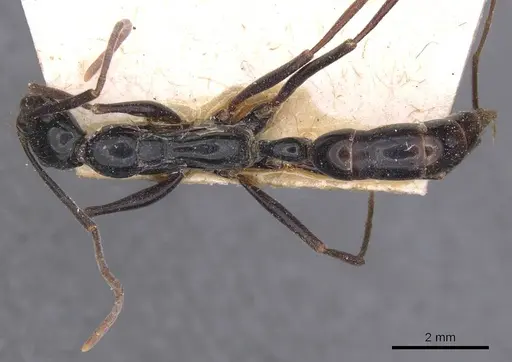 Leptogenys kraepelini specimen CASENT0915236 image casent0915236_1