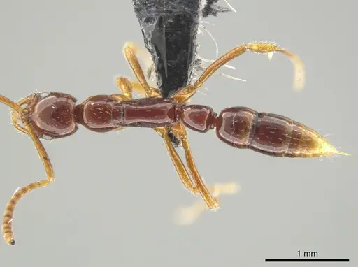 Leptogenys langi specimen CASENT0649082 image casent0649082_1