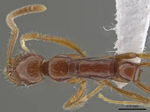Leptogenys langi specimen DZUP549113 image dzup549113_1