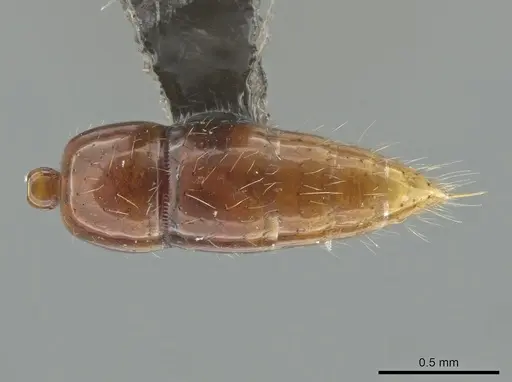 Leptogenys langi specimen DZUP549113 image dzup549113_2