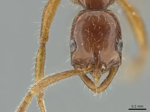 Leptogenys langi specimen DZUP549113 image dzup549113_3