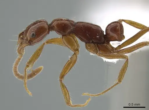 Leptogenys langi specimen DZUP549113 image dzup549113_4