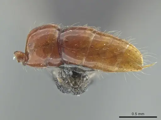 Leptogenys langi specimen DZUP549113 image dzup549113_5