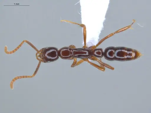 Leptogenys langi specimen ECOFOG-GAL18-0022-18 image ecofog-gal18-0022-18_1