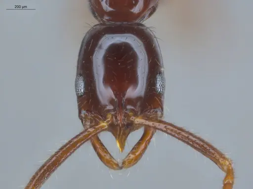 Leptogenys langi specimen ECOFOG-GAL18-0022-18 image ecofog-gal18-0022-18_2