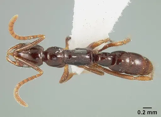 Leptogenys langi specimen USNMENT01124221 image usnment01124221_1