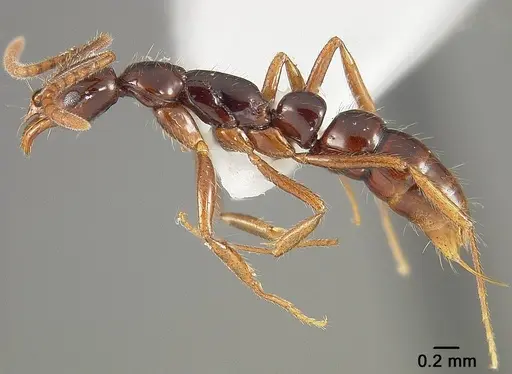 Leptogenys langi specimen USNMENT01124221 image usnment01124221_3