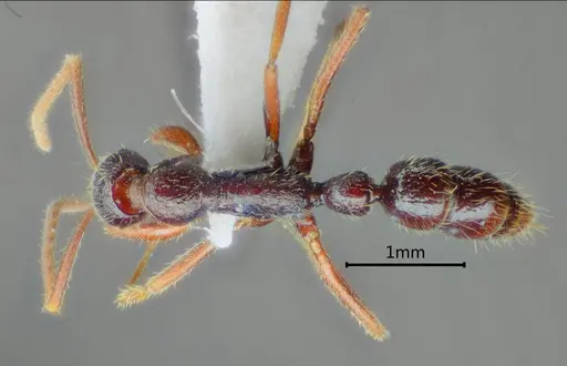 Leptogenys laozii specimen ANTWEB1060504 image antweb1060504_1
