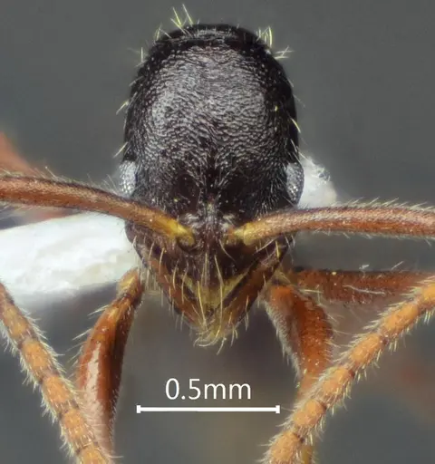 Leptogenys laozii specimen ANTWEB1060504 image antweb1060504_2