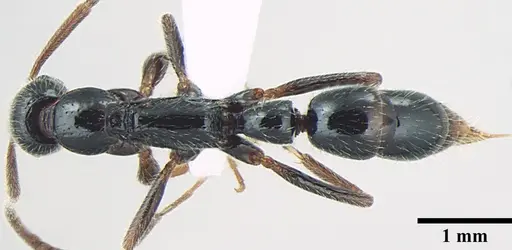 Leptogenys lattkei specimen ANTWEB1008007 image antweb1008007_1
