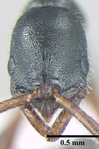 Leptogenys lattkei specimen ANTWEB1008007 image antweb1008007_2