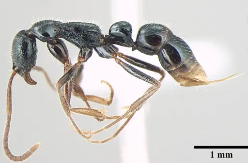 Leptogenys lattkei specimen ANTWEB1008007 image antweb1008007_3